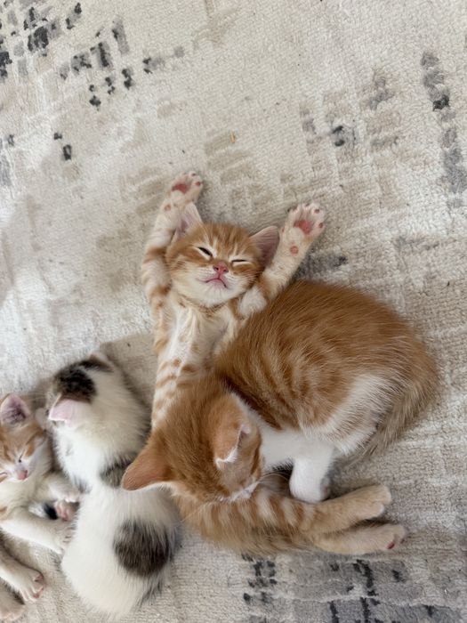 Вислоухие котятя