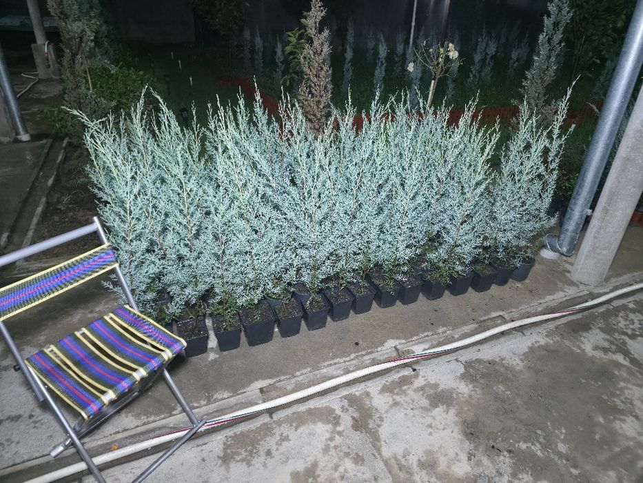 Кипарис Аризоника. 80 - 85 см. ИТАЛИЯ.