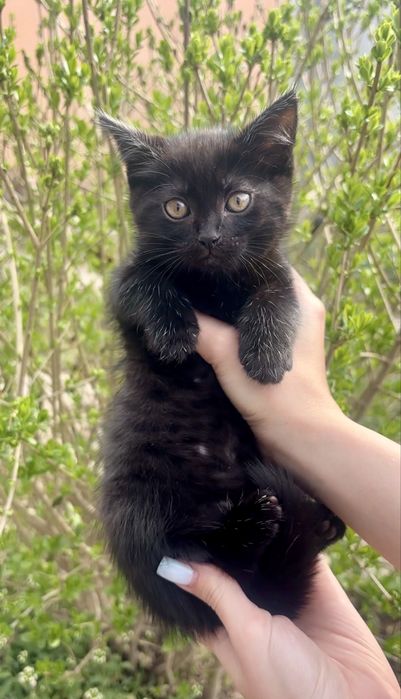 Котята в любящие руки