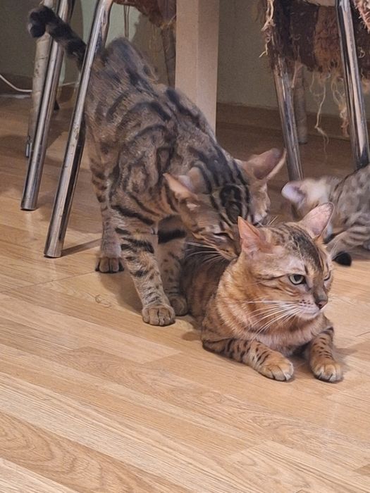 Вязка кот Бенгальский