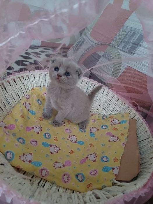 Скотиш фолд(Шотландская вислоухая)