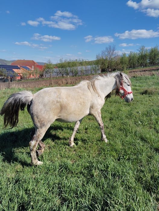 Vând iapa pună blnda