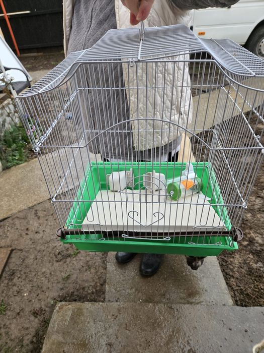 Colivie pasari sau hamsteri