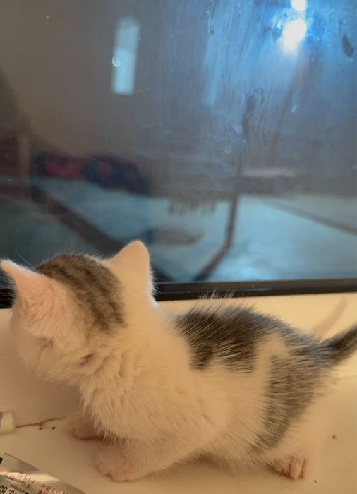 Отдам кошку, кота и котят