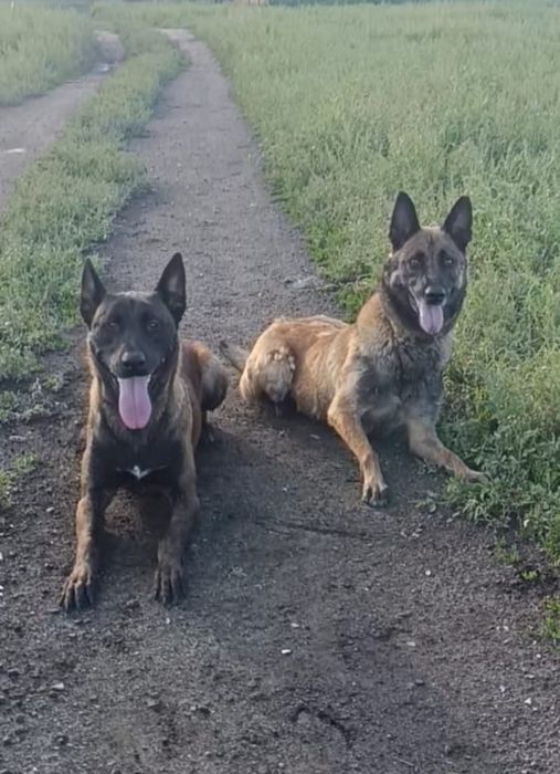 Щенки бельгийской овчарки