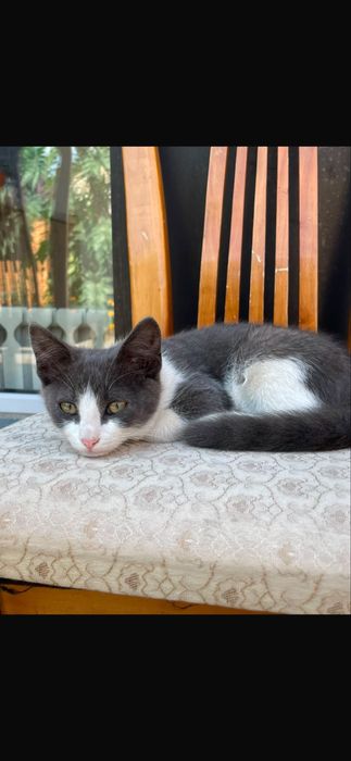 Котенки бесплатно