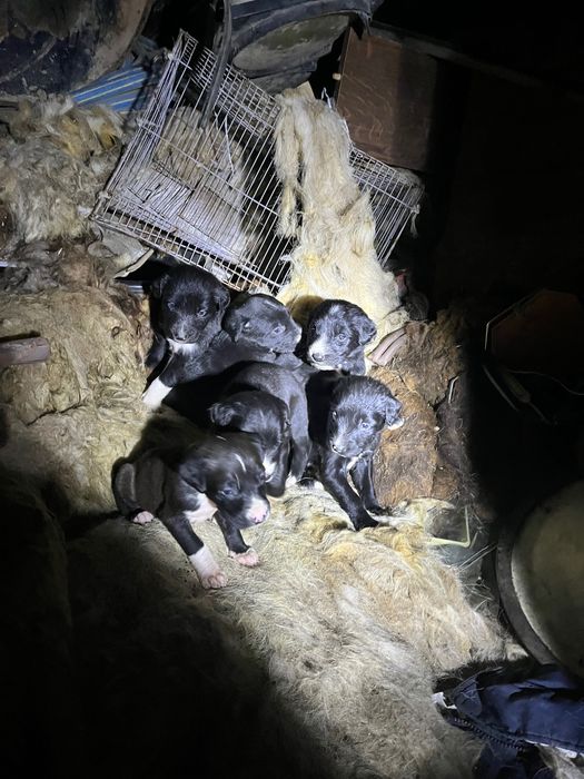 Отдам хороших щенят