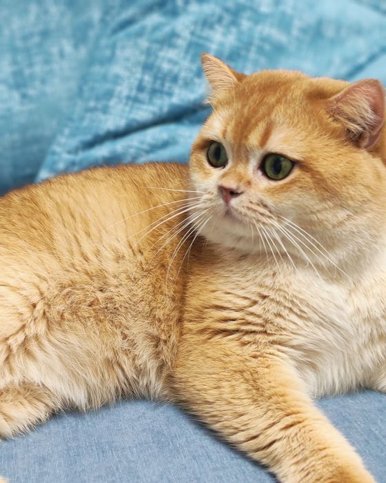 Вязка  с Британцем  NY 12