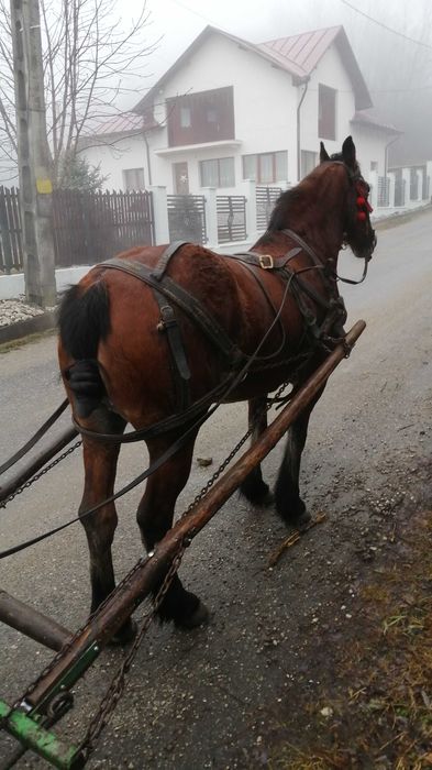 Schimb iapa de 8 ani cu, capre fatate sau gestante sau vaci