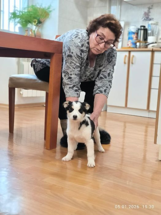 Щенок в добрые, надежные руки.