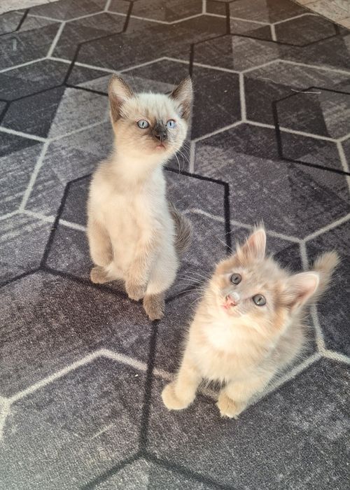 Отдам котят ( оба мальчики)