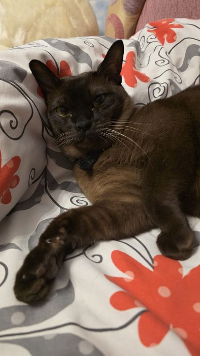 Кот Бурма для вязки