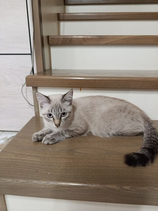 Котенок подросток