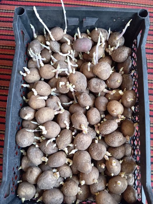 Продам семенную картошку белую