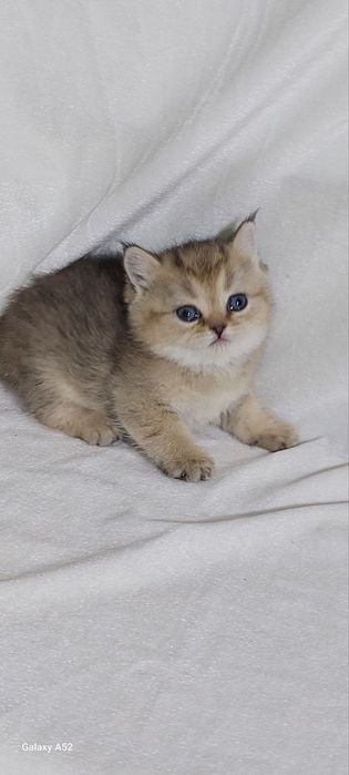 Кошки животные и