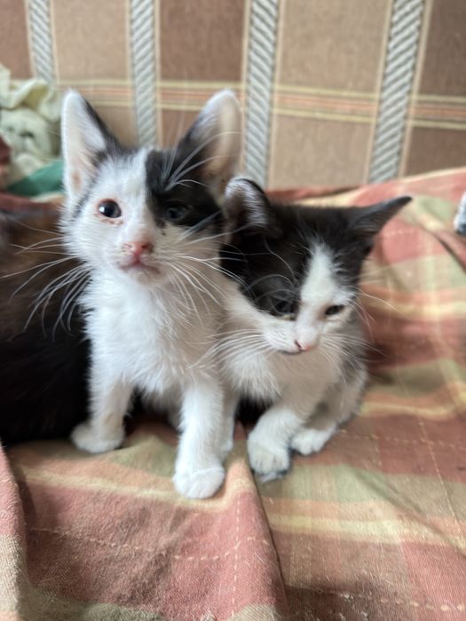 Pisicute pentru adoptie