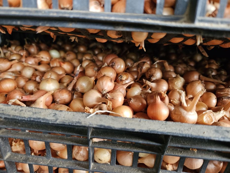 Арпаджик /ситен/среден/едър