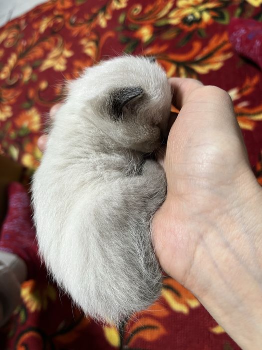 Отдам котяток в добрые ручки