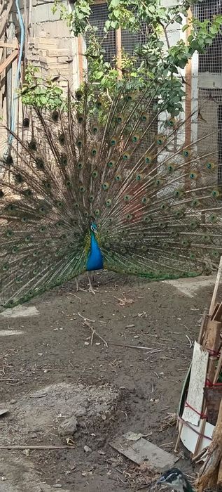 Товус 2 ёшда уйга ургатилган