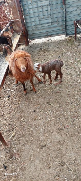 Киргизистон она бола куйлар сотилади