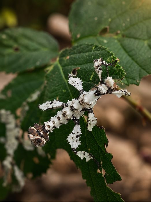 Extatosoma tiaratum Insectă Băț Australiană Spinoasă Crescută în Captivitate Exemplare de la crescator avizat nu musca!Mananca frunze/NU!este scorpion