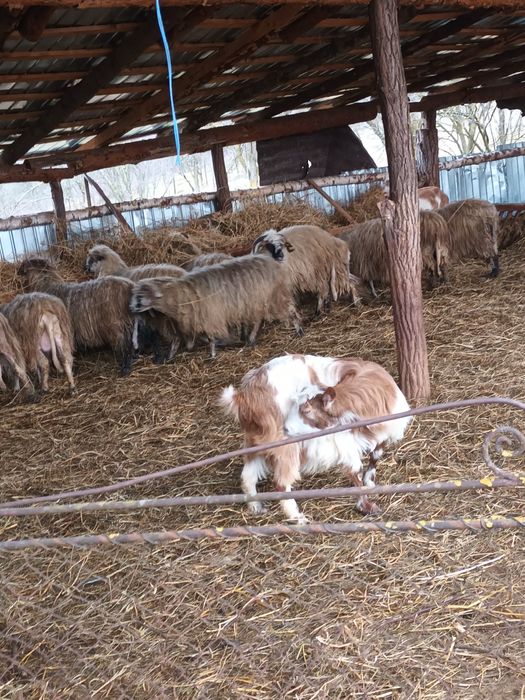 Vând oi cu miei și de a fata