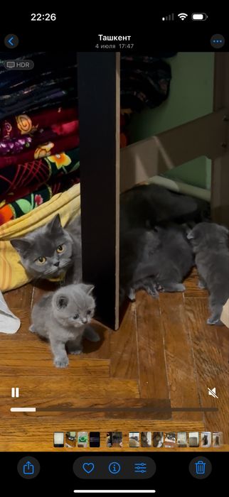 Продаю чистокровных котят скоттиш фолд и скоттиш страйт