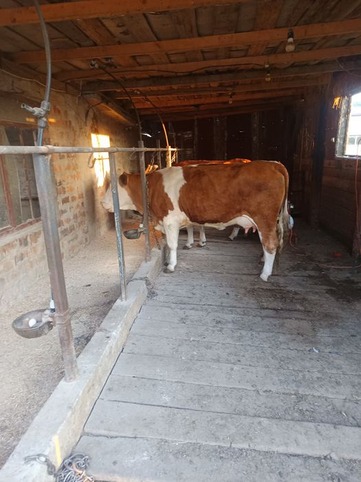 Vând jurincă la prima fatare