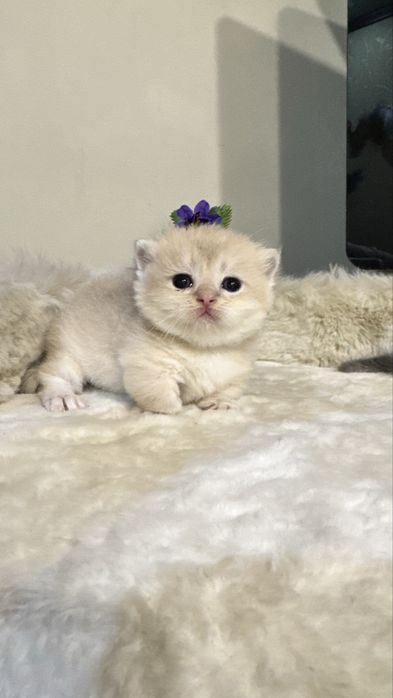 Munchkin манчкин