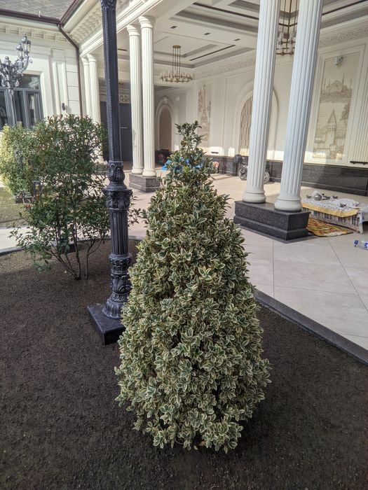 Shamshod bravo eyonomus