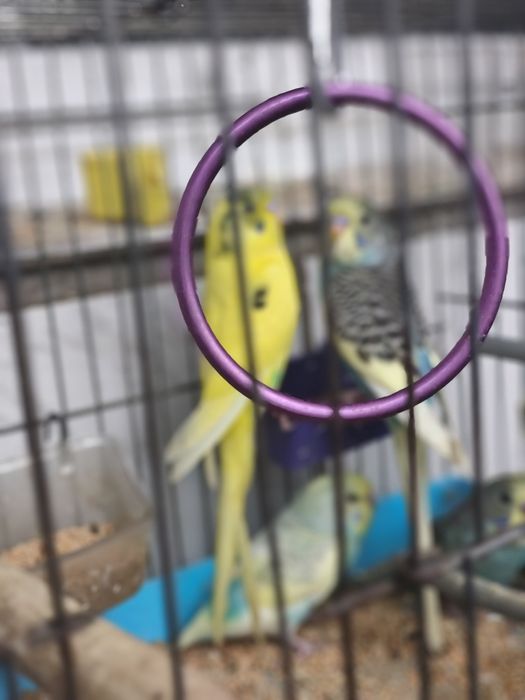 Папагали вълнисти различни цветове