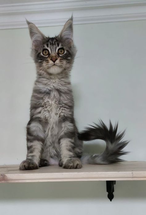 Котята мейнкун продаю