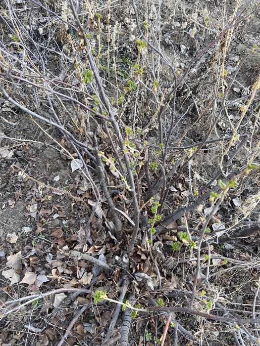 Дача 8 соток с домиком