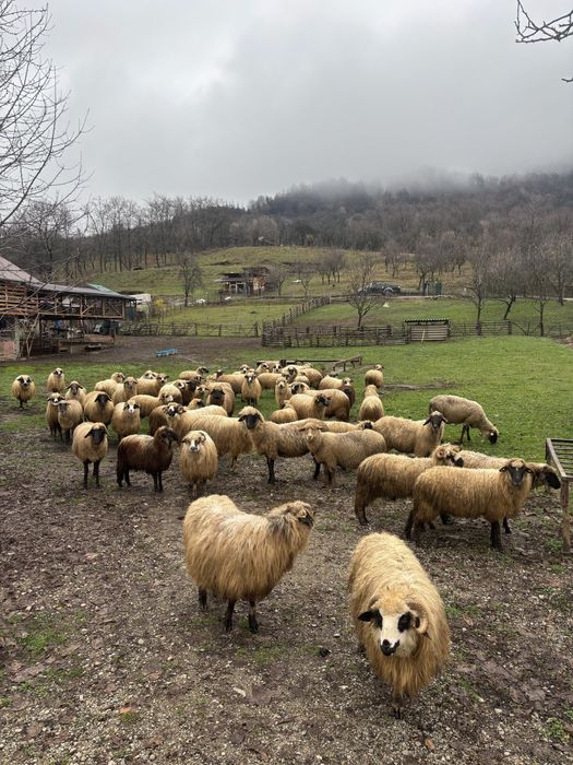 Vand oi pentru tinut