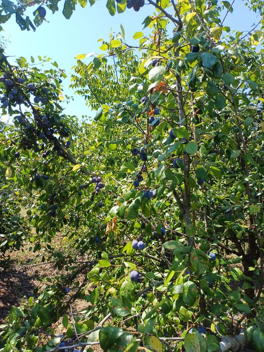 Vand prune pentru tuica-Filfani