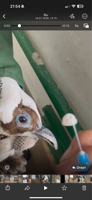 Ветеринарный врач вет дизинфектор