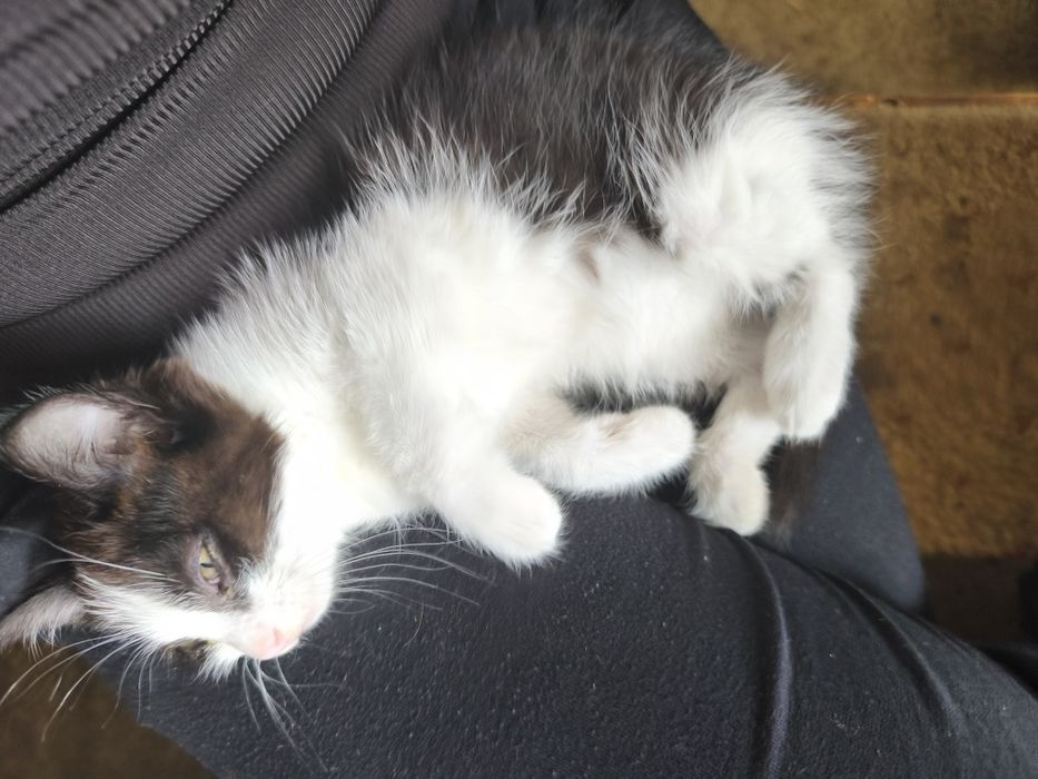 Ласковая кошечка