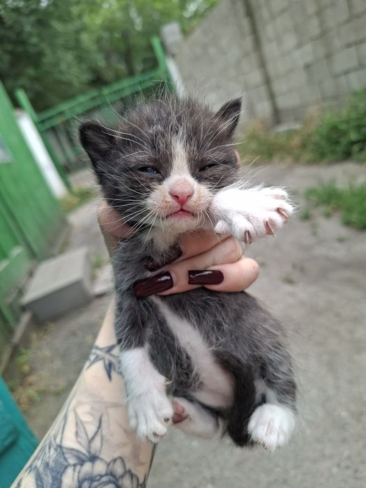 Отдам котят в хорошие руки