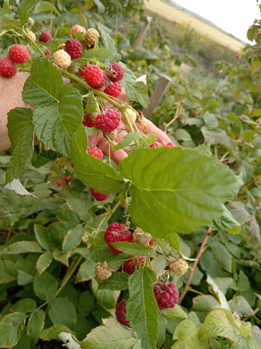 Продаётся дача СПП,,Металлург,,