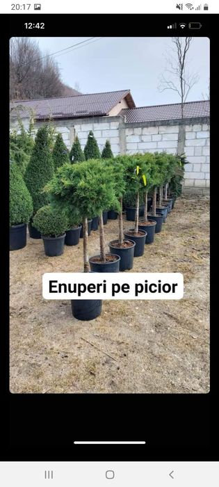 Șpirala .Pon Pon