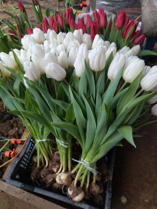 Тюльпаны с теплицы