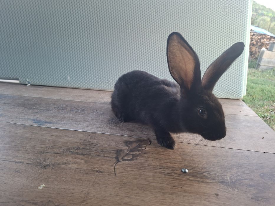 Iepuri tineri 2 luni