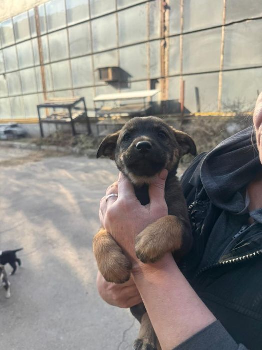 Красотки звоночки