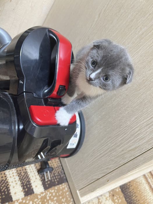 Продам котят британцы 10000