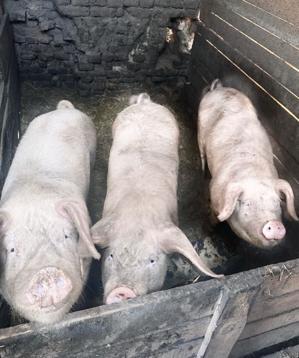 Продавам прасета по 120 кг