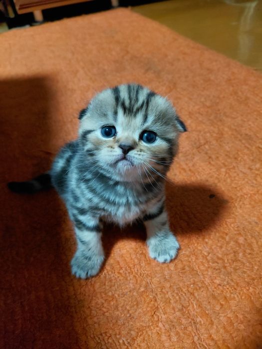 Продам очароватеных котят