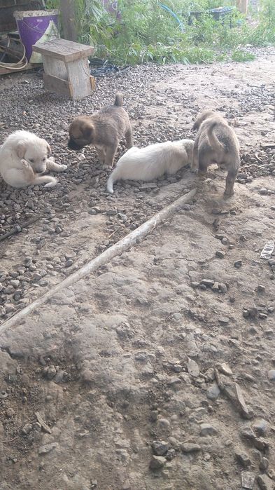 Щенки дворняжки.