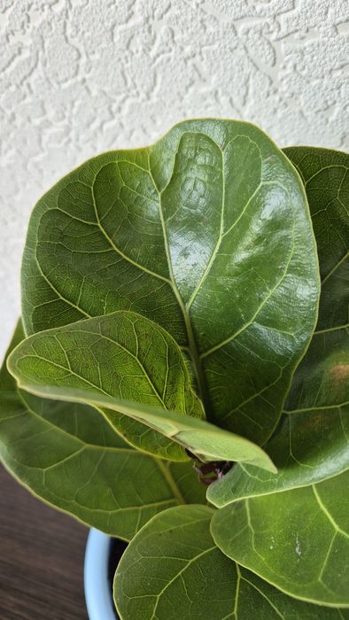 Фикус Лирата Бамбини