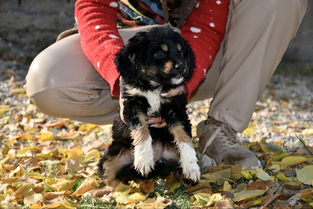 Малыш ищет дом и семью!