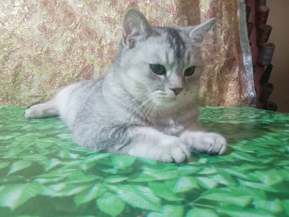 Вияска шиншилла сотилмайди